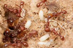 Pogonomyrmex comanche
