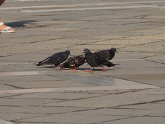 Columba livia domestica
