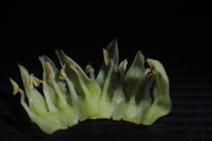 Palaquium ravii
