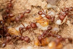 Pogonomyrmex comanche
