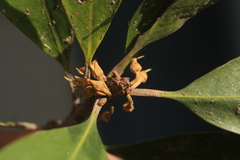 Palaquium ravii