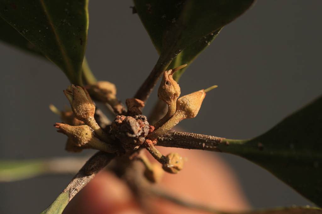 Palaquium ravii