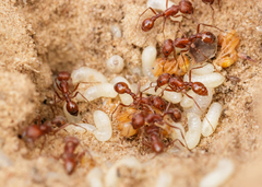Pogonomyrmex comanche