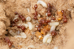 Pogonomyrmex comanche