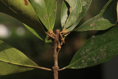 Palaquium ravii