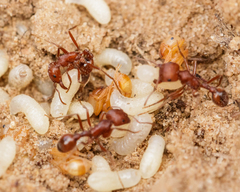 Pogonomyrmex comanche