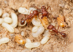 Pogonomyrmex comanche