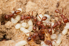 Pogonomyrmex comanche