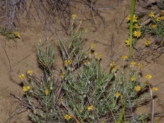 Thymophylla tephroleuca