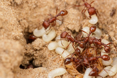 Pogonomyrmex comanche