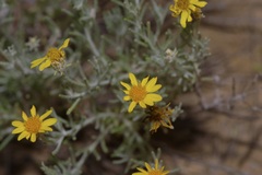 Thymophylla tephroleuca