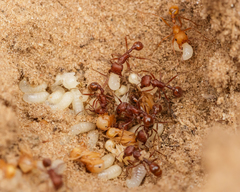 Pogonomyrmex comanche