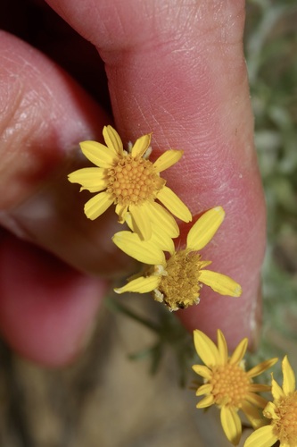 Image of Thymophylla tephroleuca by (c) Michelle W. （鍾偉瑋）, some rights reserved (CC BY)