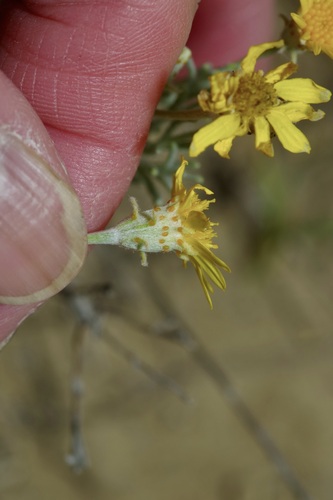 Image of Ashy dogweed by (c) Michelle W. （鍾偉瑋）, some rights reserved (CC BY)