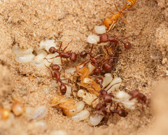 Pogonomyrmex comanche