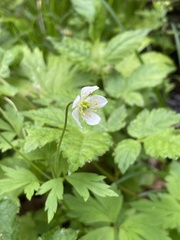 Anemonoides stolonifera