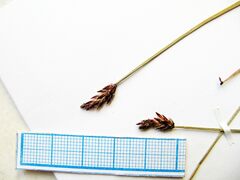 Eleocharis kamtschatica