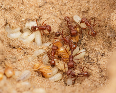 Pogonomyrmex comanche