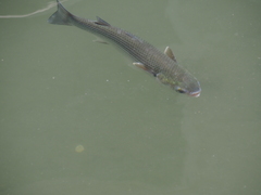 Mugil cephalus