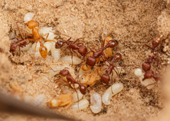 Pogonomyrmex comanche