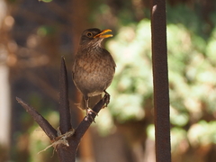 Turdus merula