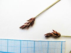 Eleocharis kamtschatica