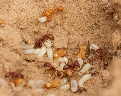 Pogonomyrmex comanche