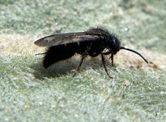 Pseudomethoca anthracina