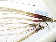 Eleocharis kamtschatica