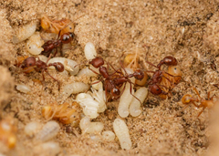 Pogonomyrmex comanche