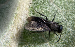 Pseudomethoca anthracina