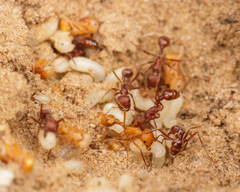 Pogonomyrmex comanche