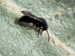 Pseudomethoca anthracina