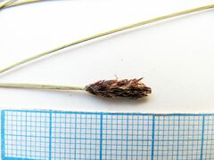Eleocharis kamtschatica