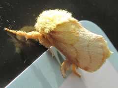 Narosoideus flavidorsalis