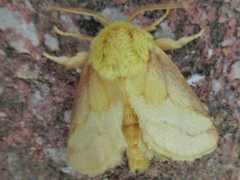 Narosoideus flavidorsalis