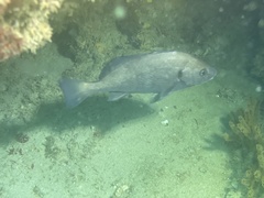 Cheilotrema saturnum