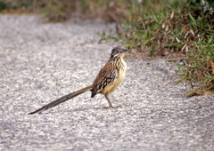 Lesser Roadrunner photo 4