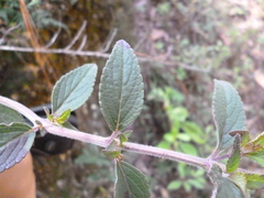 Salvia manantlanensis