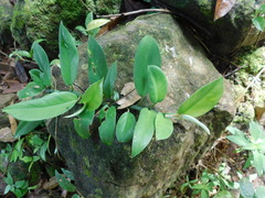 Rhaphidophora