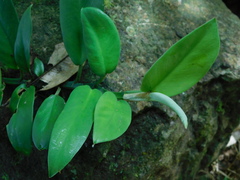 Rhaphidophora