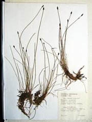 Eleocharis kamtschatica