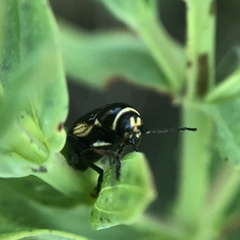Cryptocephalus moraei