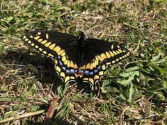 Papilio brevicauda