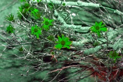 Thymophylla tephroleuca