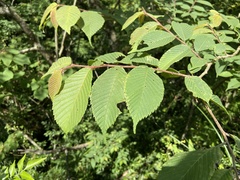 Ulmus uyematsui