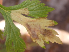 Calycomyza artemisiae