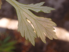 Calycomyza artemisiae