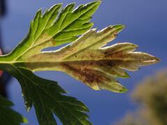 Calycomyza artemisiae