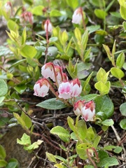 Gaultheria adenothrix
